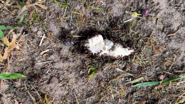 A busy colony of red ants swarms around a piece of white food on dry dirt ground.