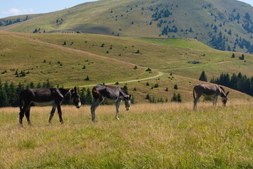 herd of donkey in the alps © Mario