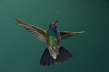 Fototapeta premium Broad-billed hummingbird in flight
