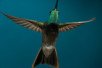 Fototapeta premium Rivoli's Hummingbird in flight
