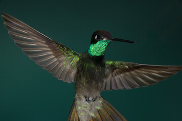 Fototapeta premium Rivoli's Hummingbird in flight