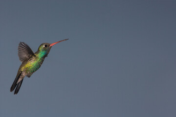 Fototapeta premium Broad-billed hummingbird in flight