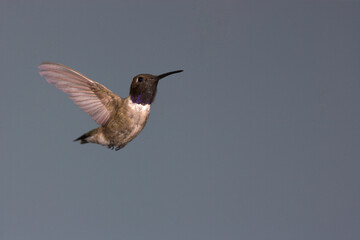 Fototapeta premium Black-chinned hummingbird in flight