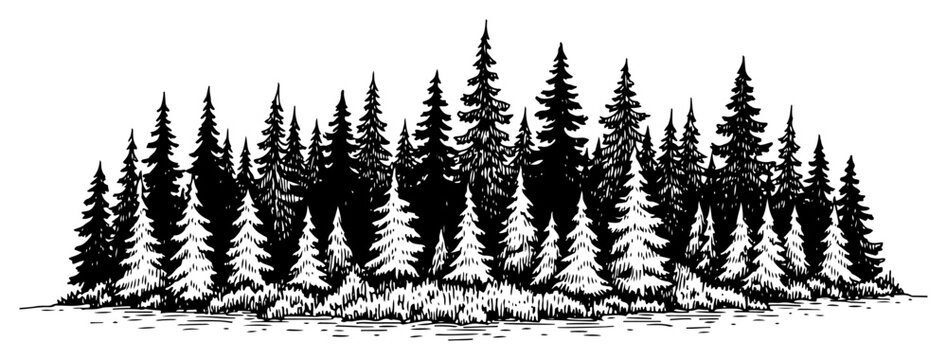 Coniferous forest with pine and spruce trees landscape in vintage engraving style