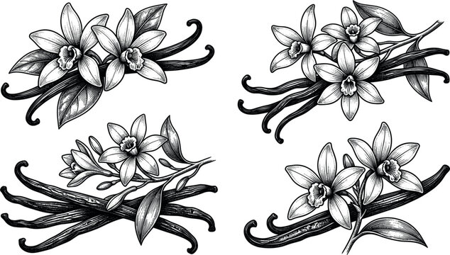 Vintage black and white vanilla flower and pod sketch icon set vector illustration featuring hand drawn botanical elements isolated on white background for spice packaging design