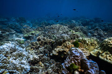 Vast hard coral reef field under blue ocean water in tropical sea. © PIPE DIVE UNDERWATER