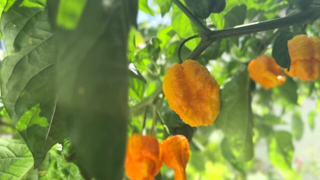 Yellow Trinidad Moruga Scorpion Pepper Chili growing in a garden, outdoor. One of the hottest peppers in the world, heat level 1,200,000 to 2,000,000 Scoville Heat Units (SHU). 