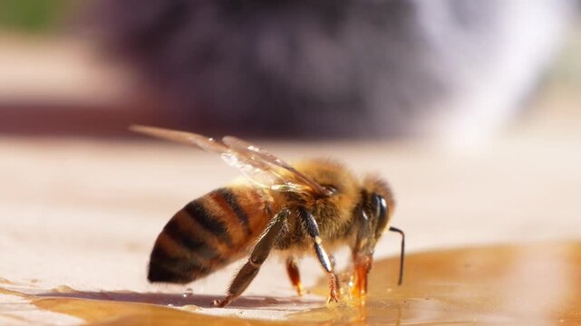 Macro close up of honey bee eating golden syrup and flying away from wooden surface.