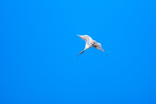 Low angle view of an Australian White Ibis flying gracefully against blue sky, Cobden, Victoria, Australia