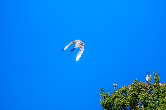 Low angle view of an Australian White Ibis gliding gracefully above the treetops with wings fully outstretched against a vivid blue sky, Cobden, Victoria, Australia