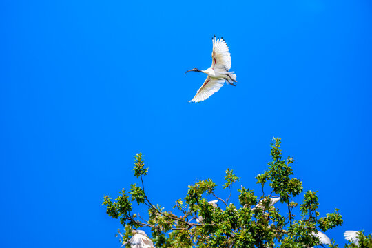 Low angle view of an Australian White Ibis gliding gracefully above the treetops with wings fully outstretched against a vivid blue sky, Cobden, Victoria, Australia