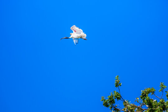 Low angle view of an Australian White Ibis gliding gracefully above the treetops with wings fully outstretched against a vivid blue sky, Cobden, Victoria, Australia