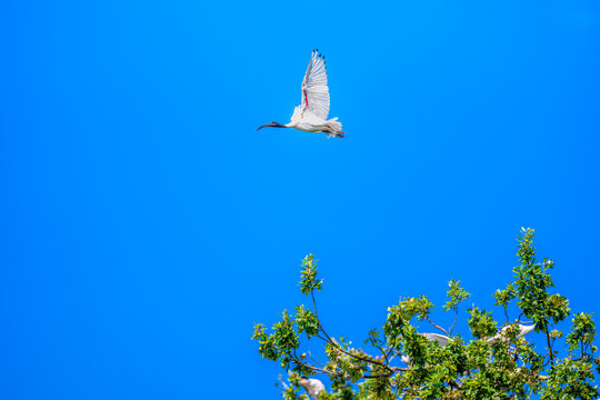 Low angle view of an Australian White Ibis gliding gracefully above the treetops with wings fully outstretched against a vivid blue sky, Cobden, Victoria, Australia