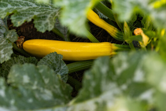 organic yellow zucchini growing in garden