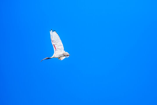 Low angle view of an Australian White Ibis flying gracefully against blue sky, Cobden, Victoria, Australia