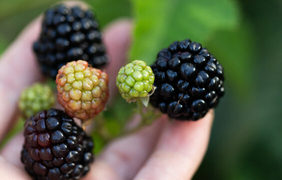 close up on blackberry in organic garden