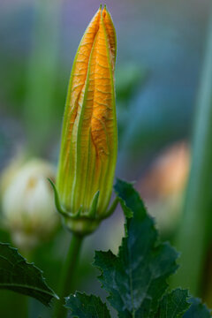 beautiful zucchini flower in organic garden garden