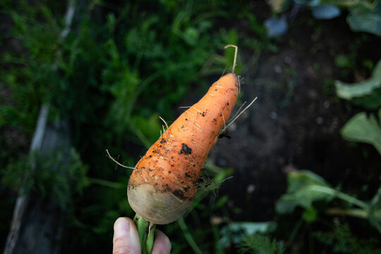 freshly picked carrots in organic garden