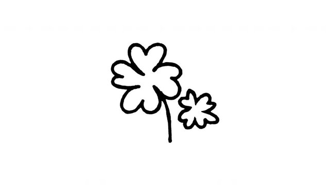 4K hand drawn four leaf clover icon featuring boiling line movement. Frame by frame doodle art on black and green screen backgrounds for St. Patrick's Day lucky shamrock, fortune green leaf.