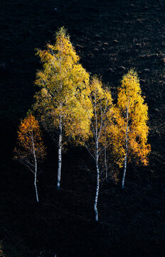 amazing autumn landscape with colorful trees