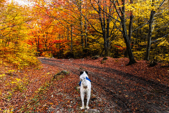 happy white shepherd dog playing outdoors
