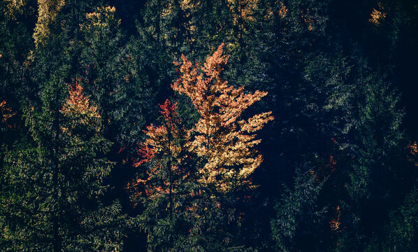amazing autumn landscape with colorful trees