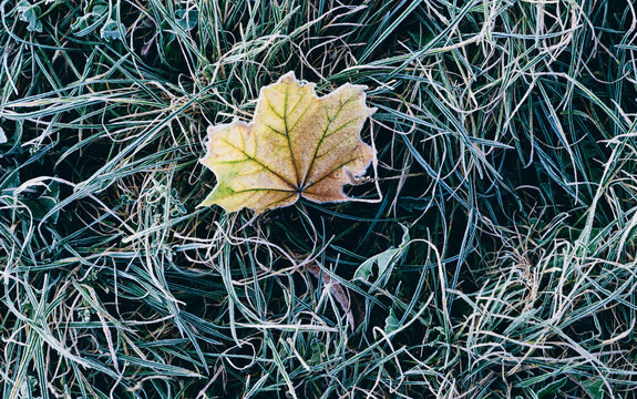 autumn leaves  on the ground