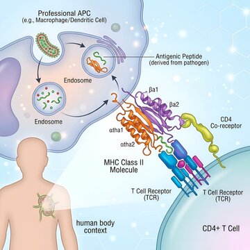 Scientific diagram showing immune response mechanism of antigen presenting cells interacting with helper t cells via mhc receptors