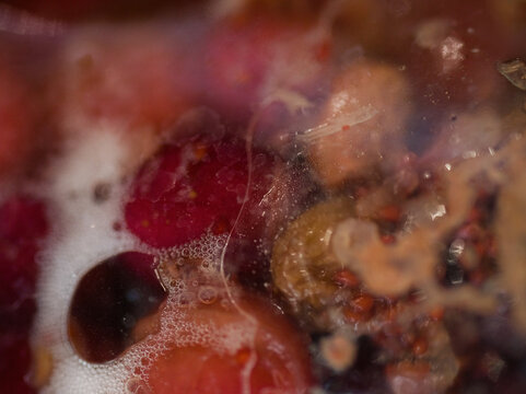 Macro of fermentation process 