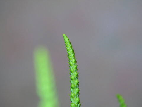Macro shot of a green plant spike or seed head against a soft blurred background