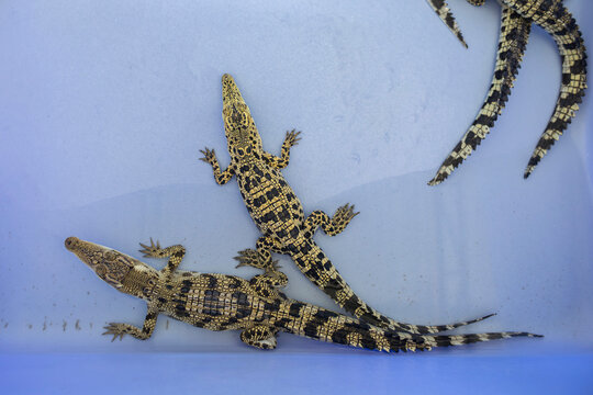 Small crocodiles resting together in a plastic tub with water