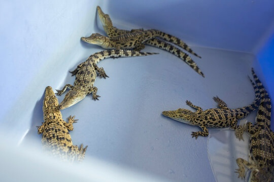 Baby crocodiles in a water basin