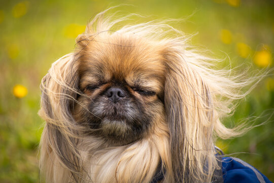 Portrait of a pekingese with wind