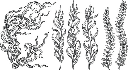 Fototapeta premium Hand drawn sketch seaweed vector illustration set with detailed underwater algae kelp marine plants isolated on white background for aquarium design