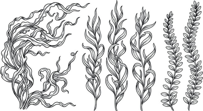Hand drawn sketch seaweed vector illustration set with detailed underwater algae kelp marine plants isolated on white background for aquarium design