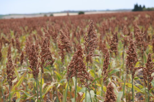 Sorghum crop growing in an agricultural field