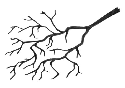 Hand drawn bare tree branch silhouette isolated on transparent background.