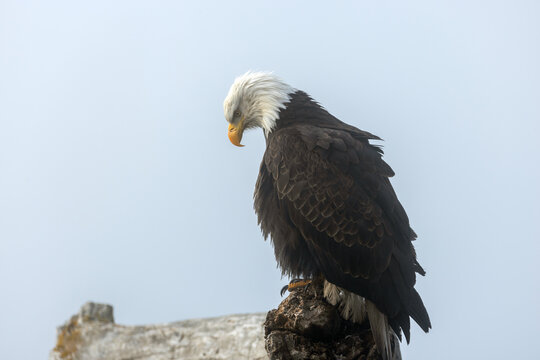 American Bald Eagle looking downward while on Coastal Driftwood in Fog, Homer Spit, Alaska