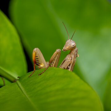 Praying mantis resting among vibrant green leaves

Macro photograph of a pale praying mantis emerging between lush green leaves, displaying its folded spiny forelegs and alert posture.