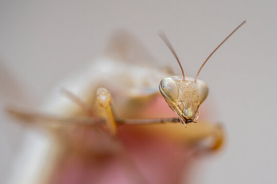 Praying mantis face in an extreme macro portrait

Front-facing extreme macro portrait of a pale praying mantis, highlighting its large compound eyes and long antennae against a soft neutral background