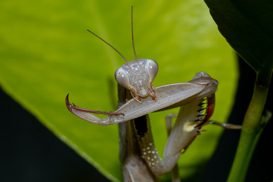 Praying mantis displaying its spiny raptorial forelegs

Dramatic macro photograph of a pale praying mantis facing the camera while extending its powerful, hook-shaped raptorial forelegs.