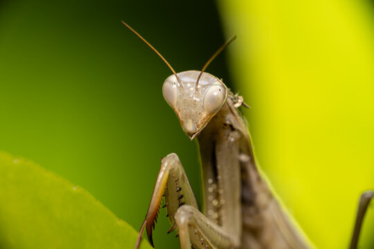 Praying mantis looking directly at the camera

Front-facing macro portrait of a pale praying mantis with prominent compound eyes, framed by vivid green foliage.