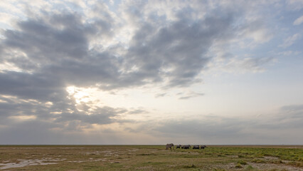 Breeding Herd of African Elephants on the Savanna Plains of Amboseli National Park under a Dramatic Twilight Sky © htrnr