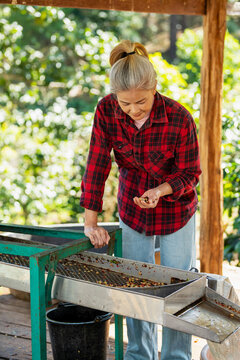  Asian woman worker removing Arabica coffee berries beans shell on shelling machine. Female farmer growing organic robusta and arabica coffee crop plant in natural field. Coffee industrial concept.