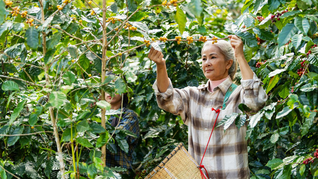Asian woman coffee farmer harvesting and picking organic ripe red coffee beans at coffee plantation, sustainable agriculture lifestyle and traditional farming in tropical rural environment concept.