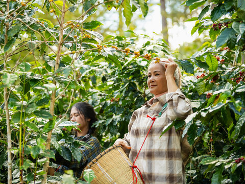 Woman coffee farmer harvesting and picking organic ripe coffee beans at coffee plantation, sustainable agriculture lifestyle and traditional farming in tropical rural environment concept