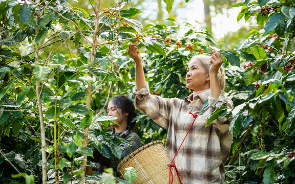 Woman coffee farmer harvesting and picking organic ripe coffee beans at coffee plantation, sustainable agriculture lifestyle and traditional farming in tropical rural environment concept