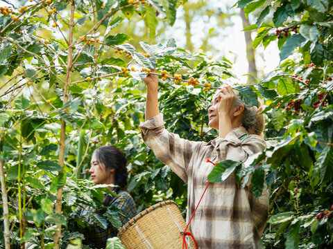 Woman coffee farmer harvesting and picking organic ripe coffee beans at coffee plantation, sustainable agriculture lifestyle and traditional farming in tropical rural environment concept