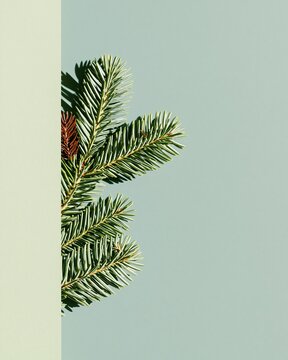 Evergreen fir branch on a soft mint green background with a clean vertical edge and crisp shadows for a minimalist holiday greeting card