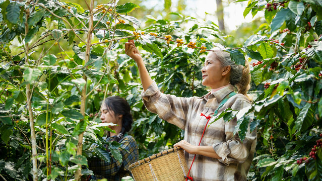 Woman coffee farmer harvesting and picking organic ripe coffee beans at coffee plantation, sustainable agriculture lifestyle and traditional farming in tropical rural environment concept